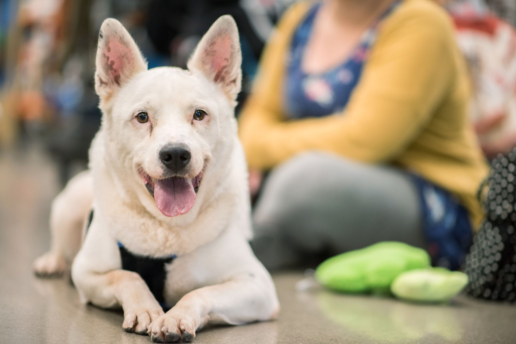 Free Microchip